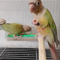 جفت گرینچیک جوان عروس هلندی جفت و جوجه جعل دستی