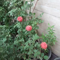 جویای سرایداری هستم