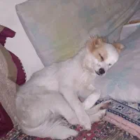 فروش سگ