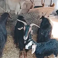 بروبیگ ترکی|حیوانات مزرعه|دزفول, |دیوار