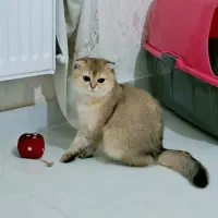 بریتیش گلد نر ۷ ماهه