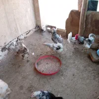 مرغ خروس گلین چلتاج ریشی