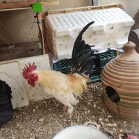 تخم نطفه دار مرغ جاپنیز|حیوانات مزرعه|قم, حاج زینل|دیوار