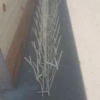 تولید شاخ گوزنی|خدمات پیشه و مهارت|تبریز, |دیوار