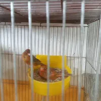 قناری سرخ سوخته نر وماده جفت شده وکامل آماده تخم