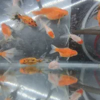 ماهی گلدفیش