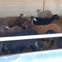 گوسفند قزل افشار بره ماده|حیوانات مزرعه|بهشهر, |دیوار