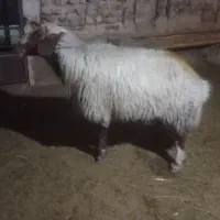 قوچ بختیاری اصیل|حیوانات مزرعه|گوآور, |دیوار