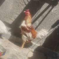 خروس لاری