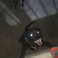 سگ سرابی|سگ|اسدآباد, |دیوار