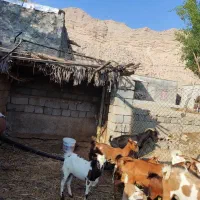 فروش کهره گوین|حیوانات مزرعه|رویدر, |دیوار