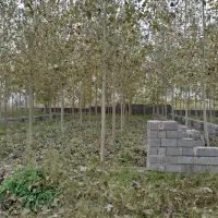 سه قطعه زمین باغی داخل طرح در رودبنه|فروش زمین و ملک کلنگی|لاهیجان, لیل|دیوار