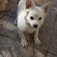 سگ پشمالو و کوتاه|سگ|یزد, |دیوار