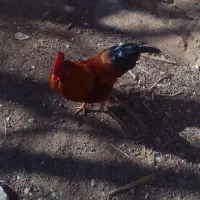 فروش خروس چاق وزینتی