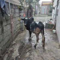 کل سر شاخ میزان چالوسی