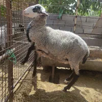 بره نر رومانف اصل
