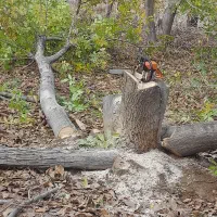 باسلام خریدارگردو صنوبرزردآلو سیب وغیره۰۰۰|خدمات باغبانی و درختکاری|نهاوند, |دیوار