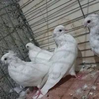 مفلق چشمو نوک سفید نوک ریز|پرنده|خمینیشهر, |دیوار