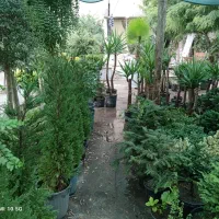 رایگان / طراحی و کاشت باغچه، فقط همین هفته|خدمات باغبانی و درختکاری|تهران, صادقیه|دیوار