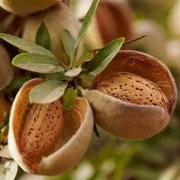 نهالستان تخصصی انواع نهال مثمر و غیر مثمر|خدمات باغبانی و درختکاری|مشهد, پروین اعتصامی|دیوار