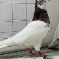 کفتر بهبونی و پلاکی|پرنده|مرودشت, ژیان|دیوار