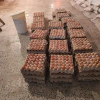 خرید و فروش تخم مرغ محلی بصورت کلی و جزئی