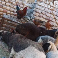 قوچ|حیوانات مزرعه|فهرج, |دیوار