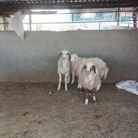 بر نر کیلو 340 بزغاله نر 310