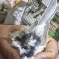 ماده قناری مست کوزه انداخته