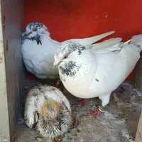 کفتر. کبوتر.  جزعی. توضیحات رو بخون