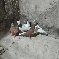 کفتر