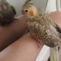 عروس هلندی 6ماهه دانخور|پرنده|قروه, |دیوار