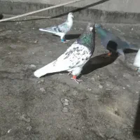 کله هفت رنگ