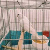 عروس هلندی آلبینو مولد|پرنده|گنبد کاووس, |دیوار