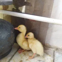 جوجه اردک