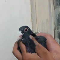 دوتا کفتر ی زاغ دم سفید ی پلنگ