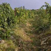 باغ انگور 10000متر|فروش دفتر صنعتی، کشاورزی، تجاری|اردبیل, |دیوار