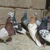 تعدادی کبوتر|پرنده|جهرم, |دیوار