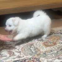 توله سگ مالتیز ۲ماهه