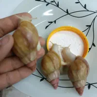 حلزون