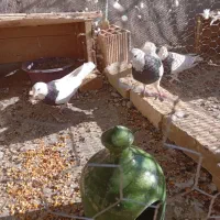 ۷ عدد کبوتر ۵عددطوقی ۲عدد دم سیاه ۲.۷۰۰.۰۰۰|پرنده|شهر بابک, |دیوار