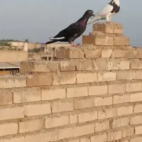 دورگ|پرنده|اهواز, زرگان|دیوار