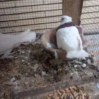 جفت کفتر طوقی|پرنده|زارچ, |دیوار