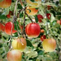 نهالستان ارقام متنوع میوه و فندق های پربار.|خدمات باغبانی و درختکاری|سلفچگان, |دیوار