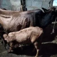 فروش گاو شیر ده با گوساله نر
