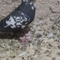 ستا کفتر خوب وسرحال.|پرنده|شیراز, کرونی(خاتونک)|دیوار