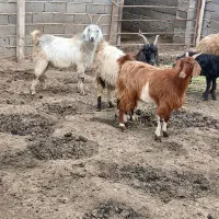 سه راس بزغاله