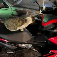 موتور طرح ایروکس ۱۵۵|موتورسیکلت|تهران, اختیاریه|دیوار