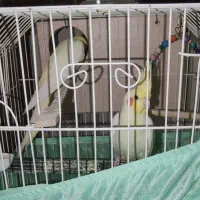 عروس هلندی لوتینیو با جوجه