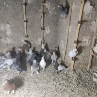 19 عدد کفتر شهری بهبهانی و پلاکی|پرنده|شیراز, جوادیه|دیوار